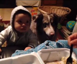 快把吃的给狗子吧，别