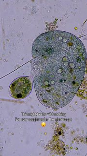 单细胞生物如何强行吃