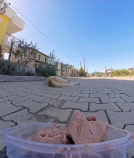 给🐶子吓出了🐴叫